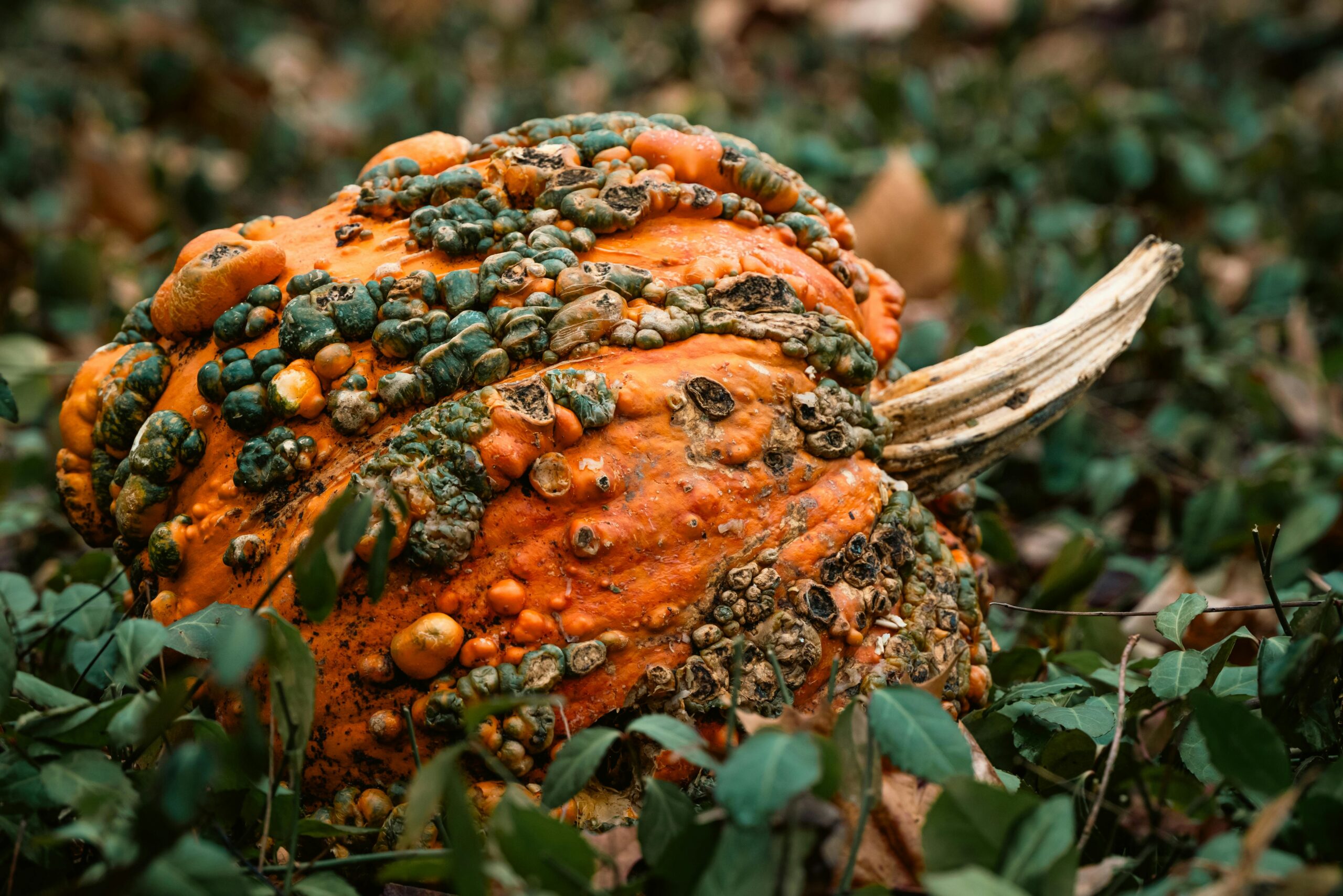 Photo by Chris F: https://www.pexels.com/photo/rotten-pumpkin-on-ground-19551963/