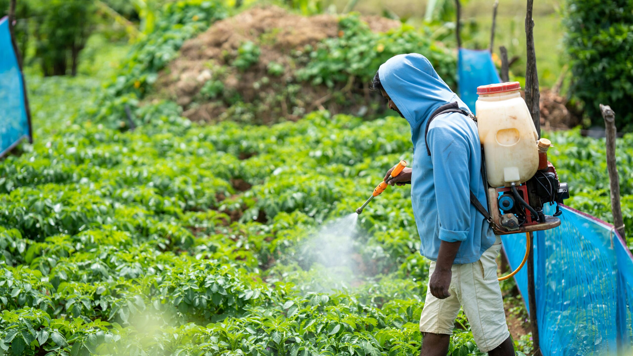 Photo by Dinuka Gunawardana: https://www.pexels.com/photo/man-spraying-plants-in-a-vegetable-garden-using-a-sprayer-17903068/