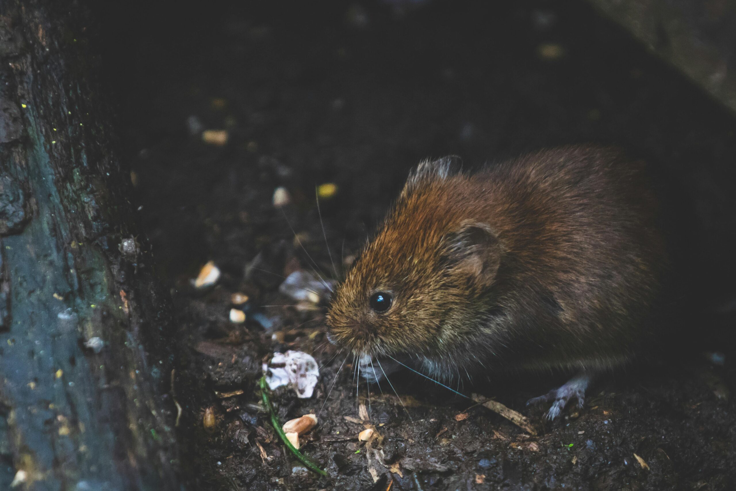 Photo by DSD: https://www.pexels.com/photo/closeup-photo-of-tan-rat-1010267/