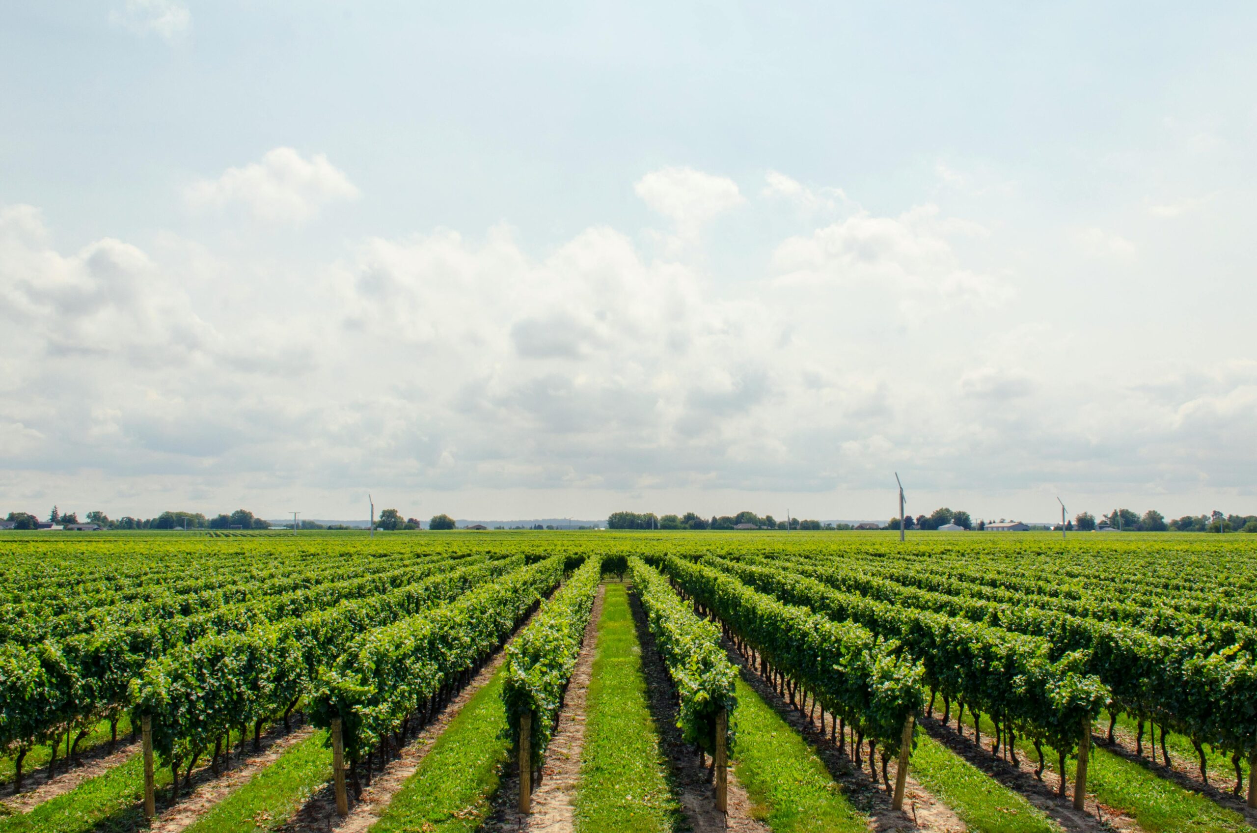 Photo by Math: https://www.pexels.com/photo/green-tree-field-21393/