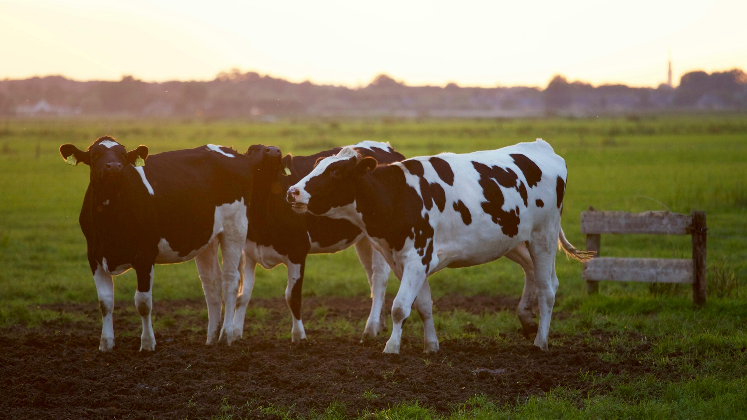 Photo by Matthias Zomer: https://www.pexels.com/photo/three-black-and-white-cows-422218/