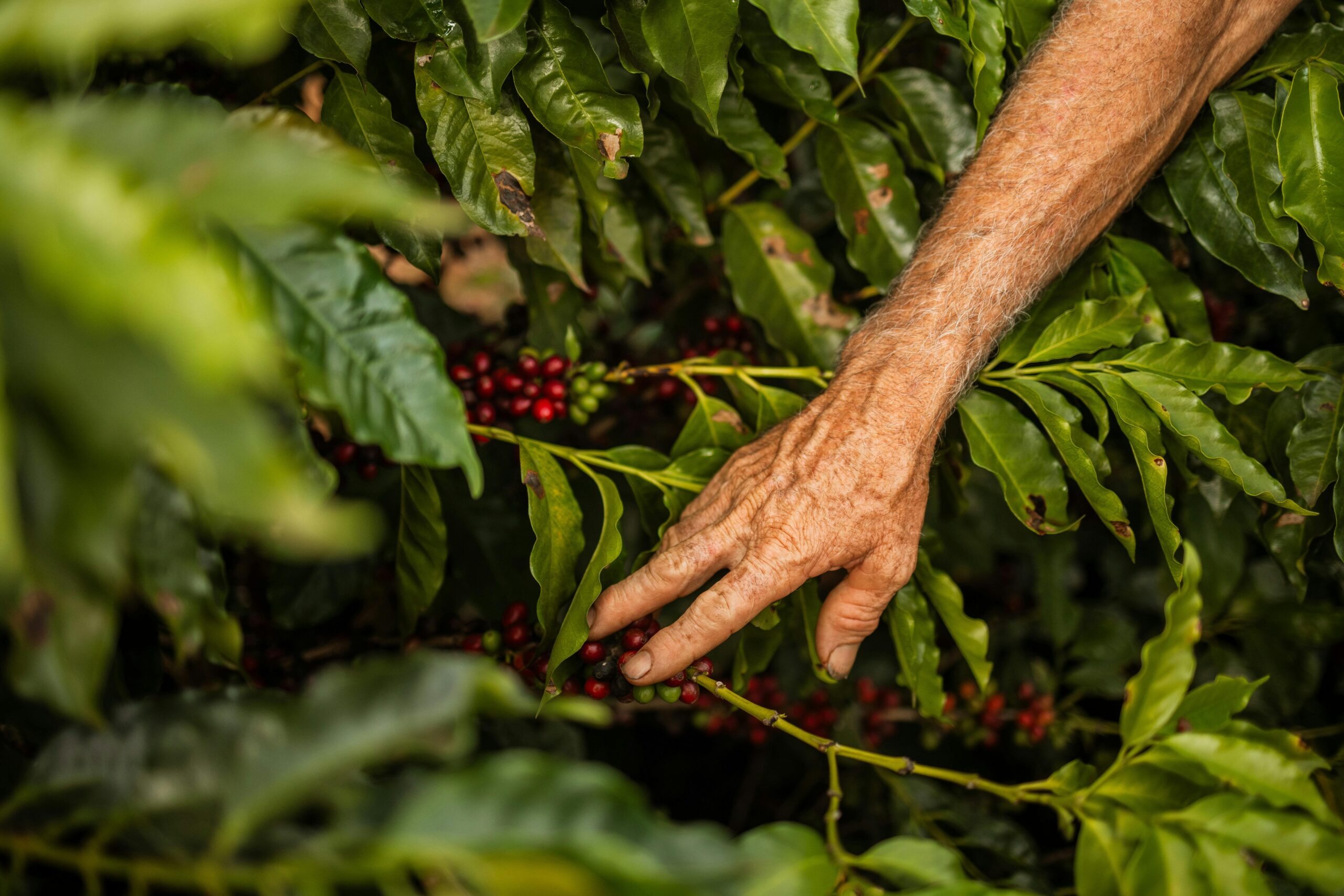 Photo by Nicole Queiroz: https://www.pexels.com/photo/elderly-person-hand-over-bush-with-berries-21554972/