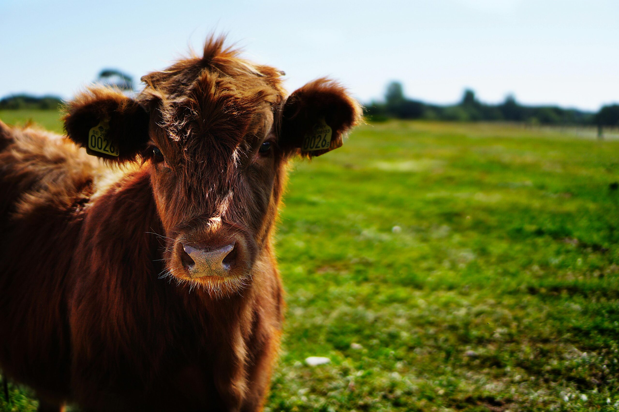 Photo by Pixabay: https://www.pexels.com/photo/brown-cattle-on-green-lawn-grass-during-daytime-162240/