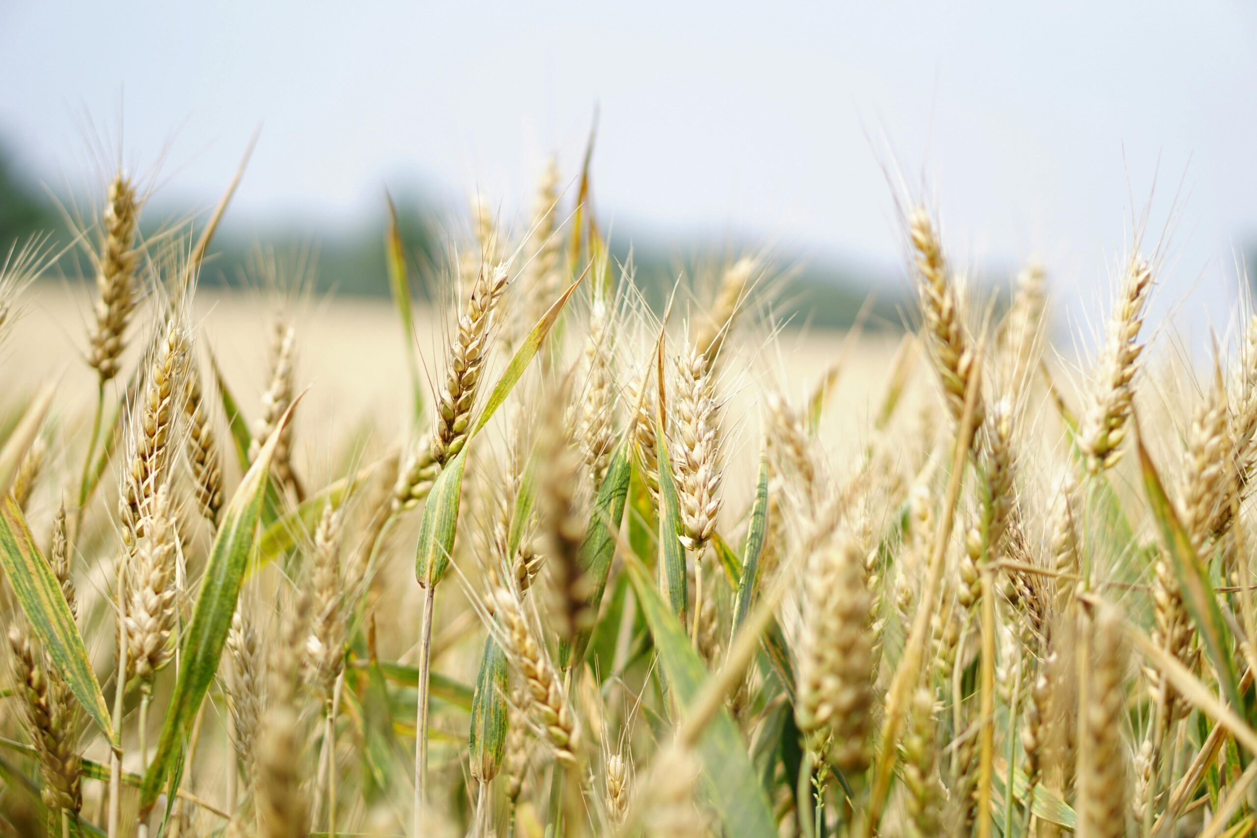 Photo by Pixabay: https://www.pexels.com/photo/selective-focus-photography-of-wheat-field-265216/