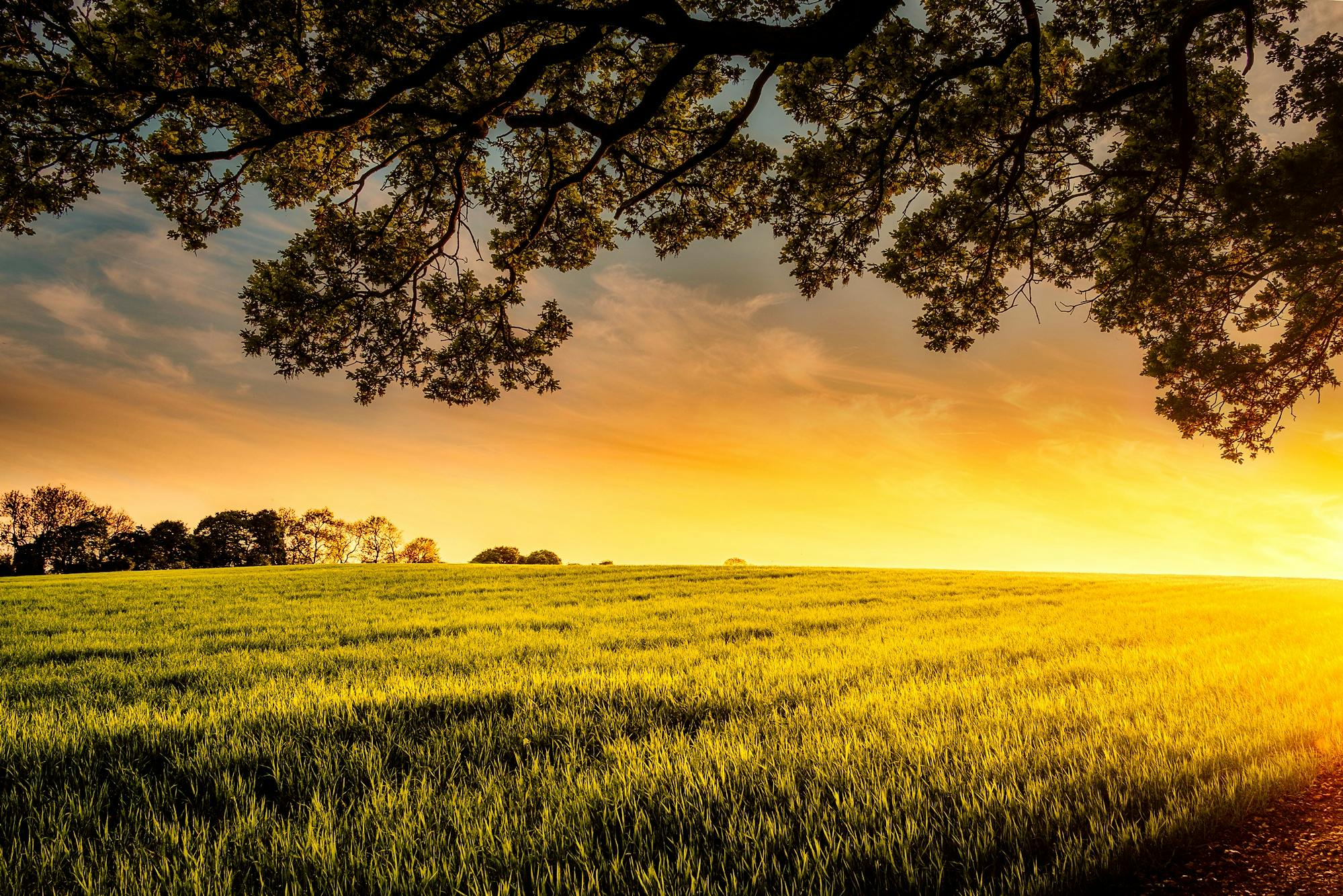 Photo by Pixabay: https://www.pexels.com/photo/green-grass-field-461960/