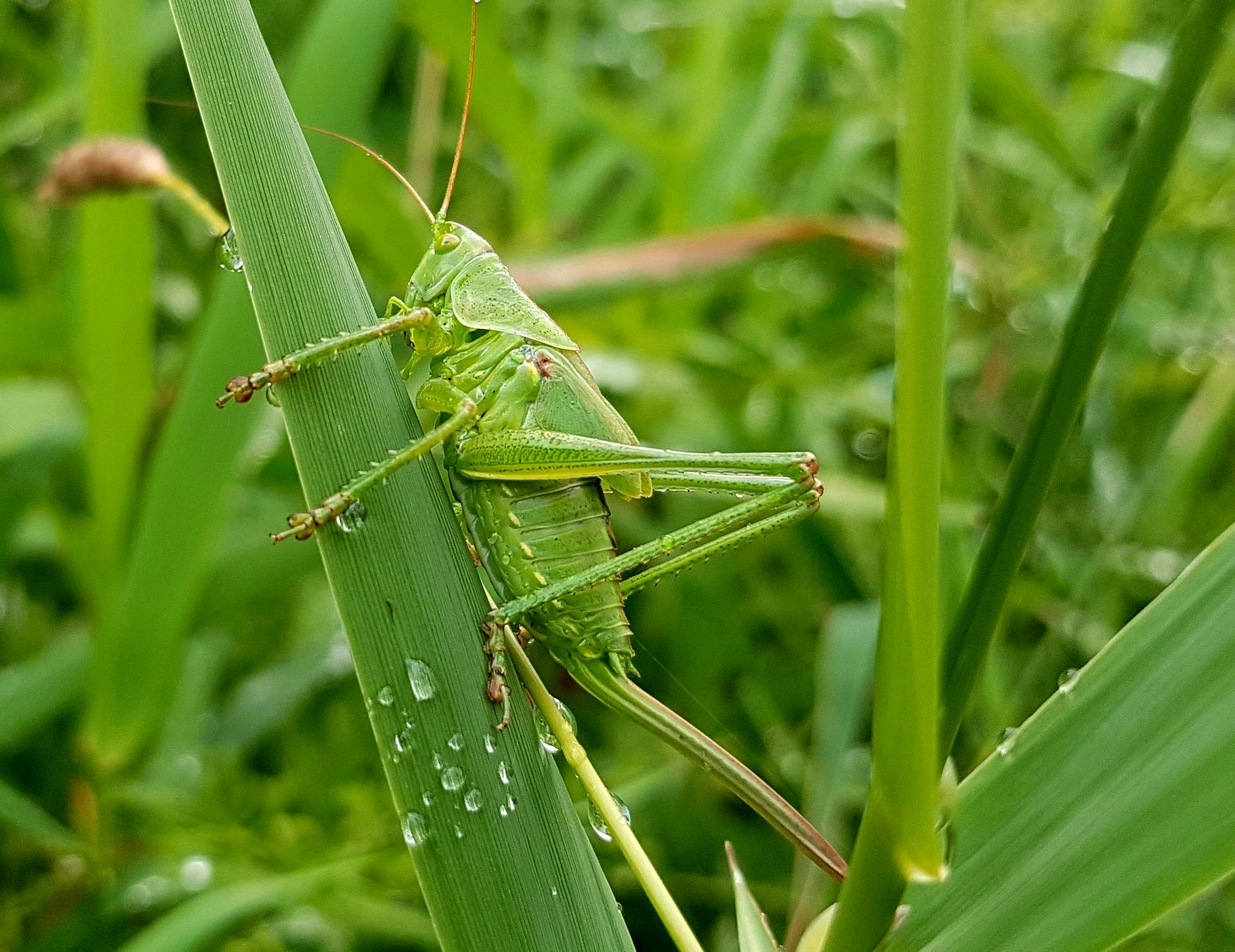 Photo by Pixabay: https://www.pexels.com/photo/green-grasshopper-perched-on-grass-531208/