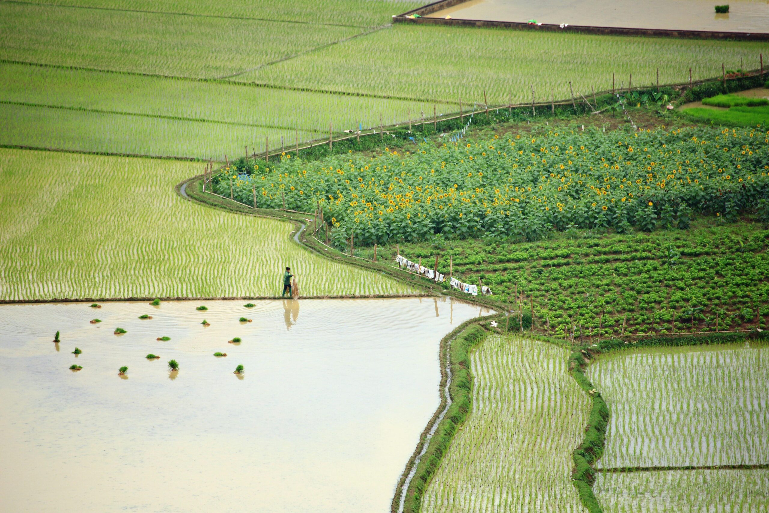 Photo by Precious Memories Vietnam: https://www.pexels.com/photo/farmer-walking-between-rice-fields-25300610/