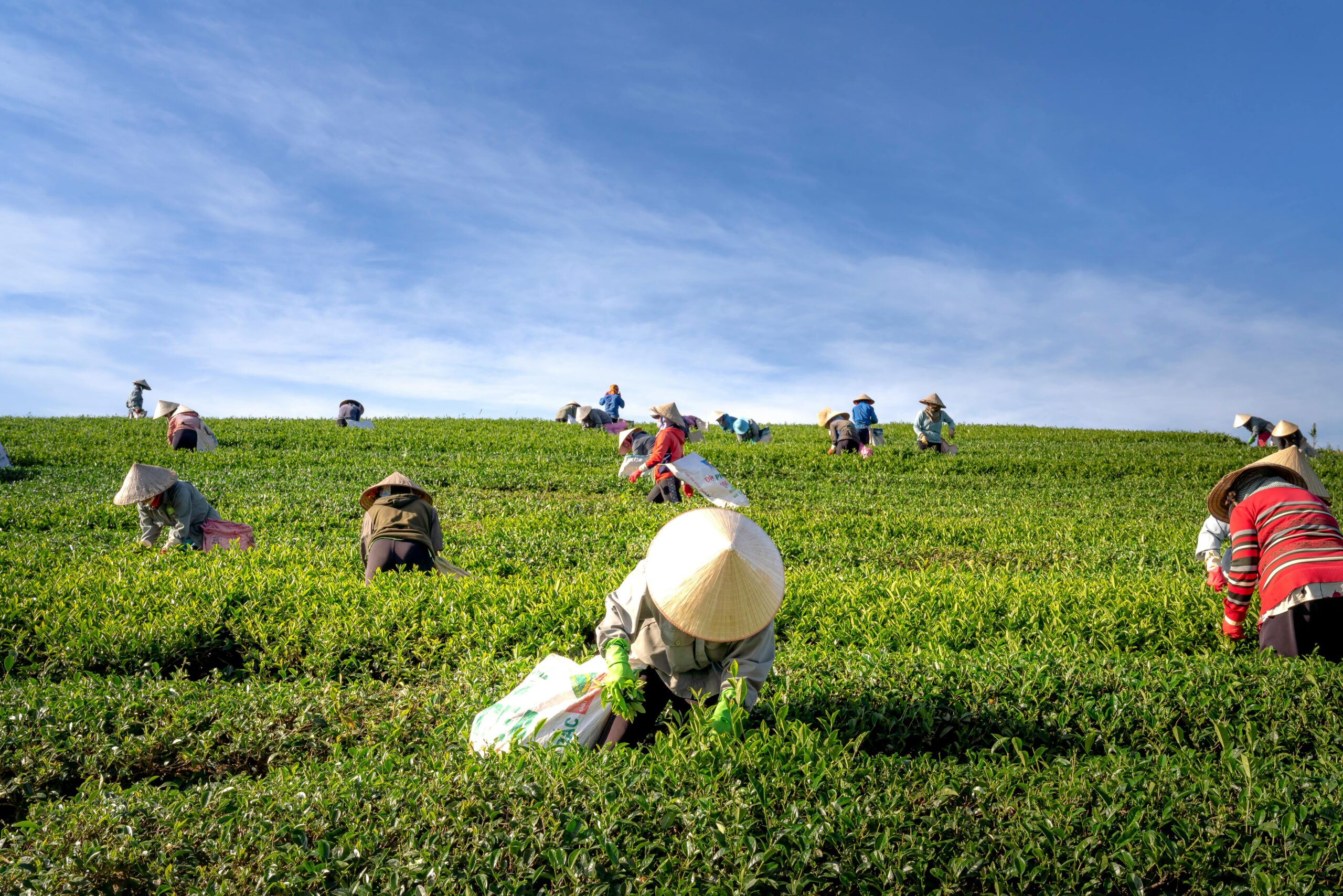 Photo by Quang Nguyen Vinh: https://www.pexels.com/photo/people-harvesting-2131784/