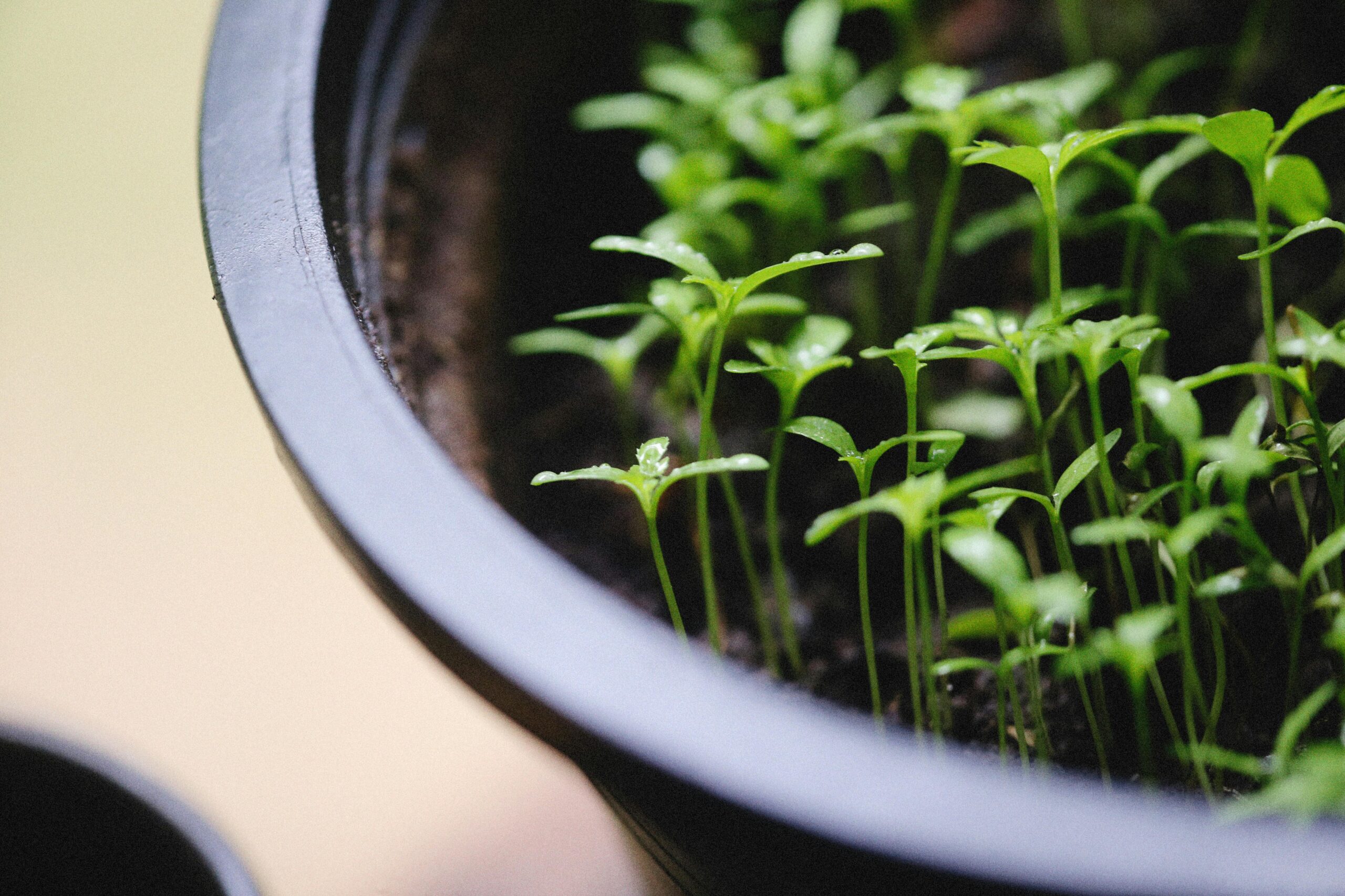Photo by Alexey Demidov: https://www.pexels.com/photo/green-plant-on-black-pot-12265328/