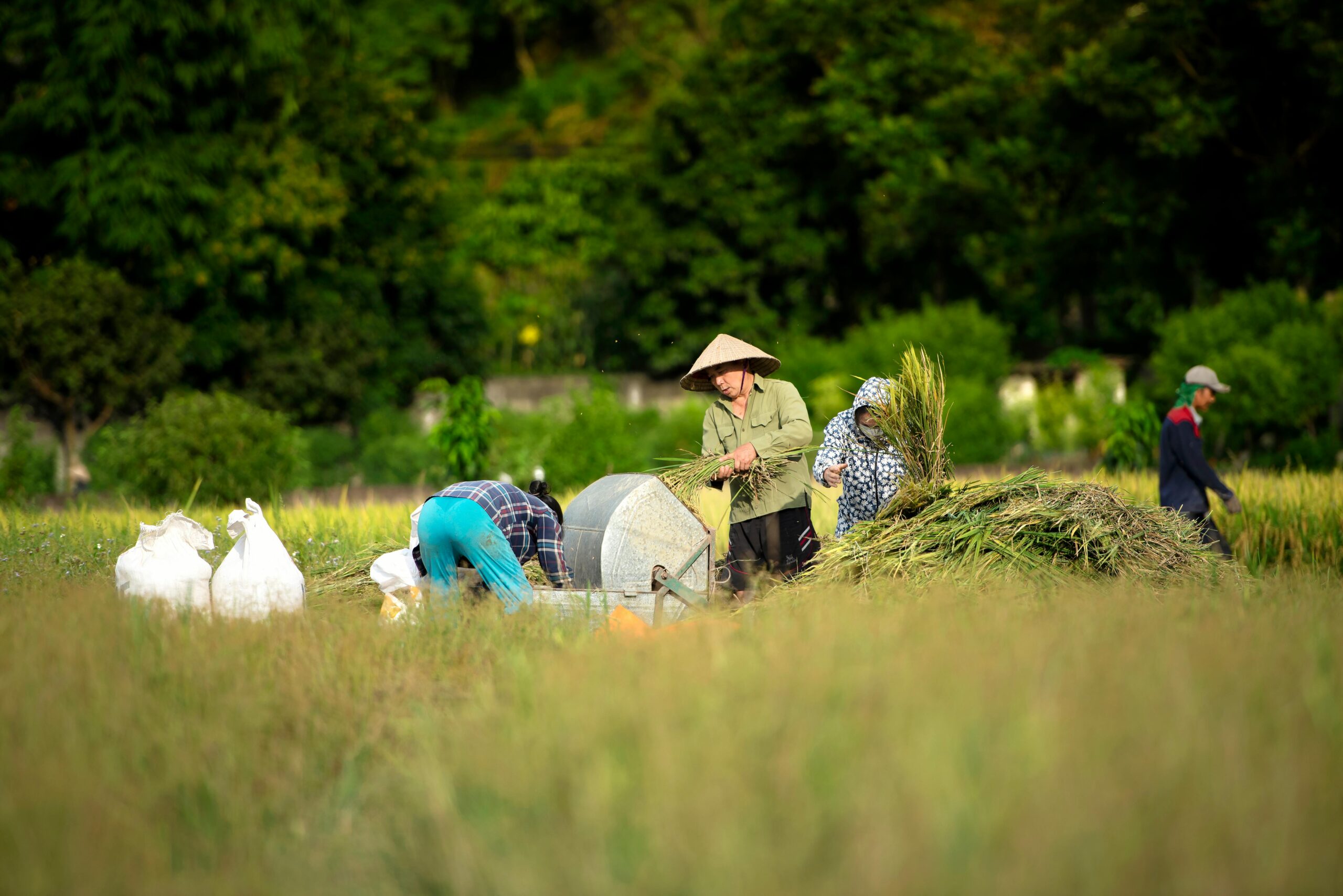 Photo by Tran Nam Trung: https://www.pexels.com/photo/farmers-working-on-a-cropland-12835136/