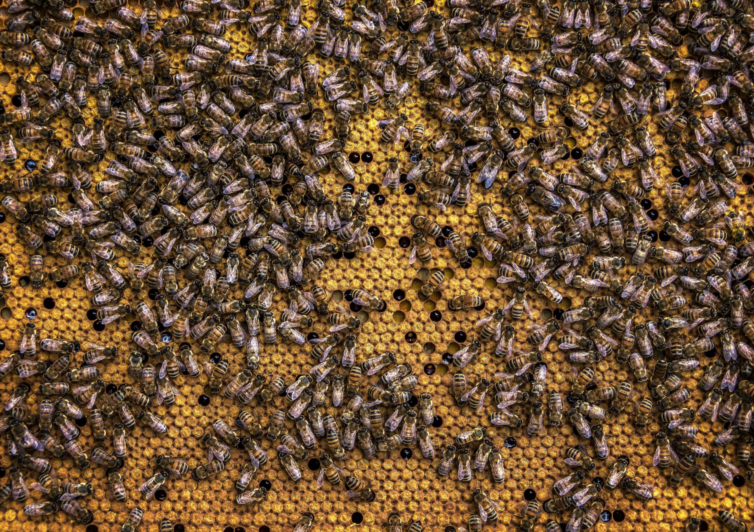 Photo by David Hablützel: https://www.pexels.com/photo/swarm-of-honey-bees-971355/